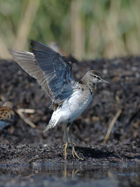 Liro, Wood Sandpiper, Tringa glareola